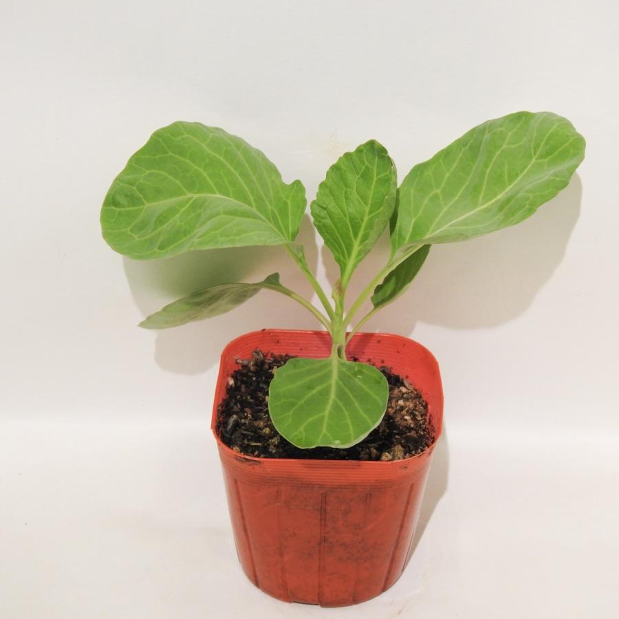 野菜苗 キャベツ とくみつ : 花と緑のグリーンライフ.com - 通販