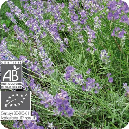 プラナロム AOP ラベンダーアングスティフォリア 10ml アロマオイル 精油 エッセンシャル 天然成分 100% アロマディフューザー ケモタイプ精油 オーガニック | プラナロム | 01