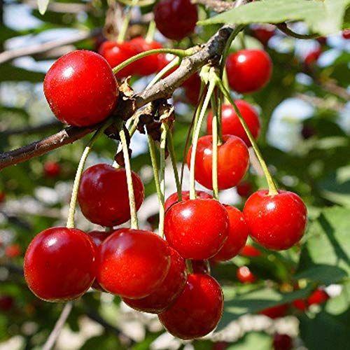 暖地桜桃 だんちおうとう の苗 1本で実がなる小さなさくらんぼ 果樹苗9cmポット 2個セットバラ科サクラ属の耐寒性落葉高木 樹高 3 肥料 活力剤 Www Geminicorp Be