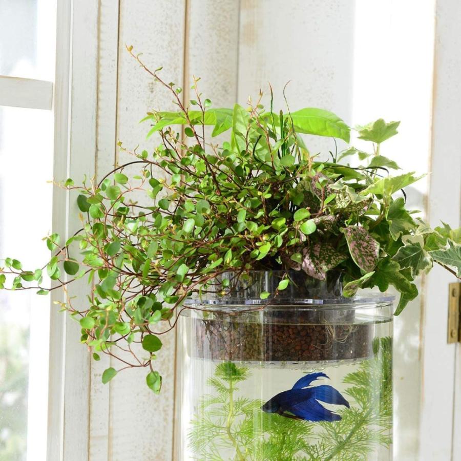 アクアテリア P150s ベタ用 ガラス水槽と水耕栽培プランター 水槽おそうじ手袋セット 激安の