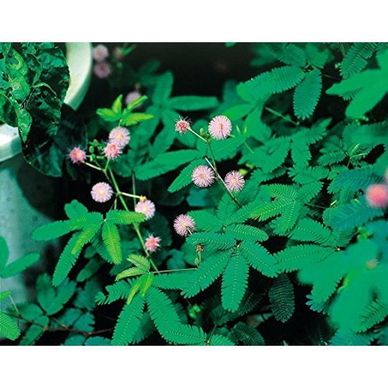 花の種 おじぎ草 オジギソウ の種 生育の早い早生タイプ 癒しの植物の決定版 Green Store 通販 Yahoo ショッピング