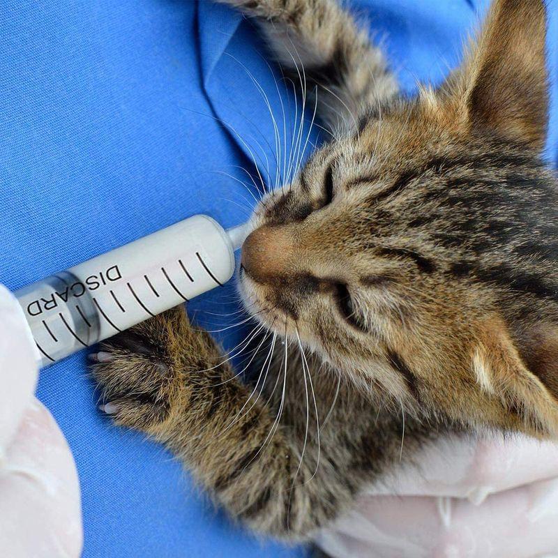 動物用注射器(ペット用品、生き物)の商品一覧 通販 - Yahoo!ショッピング 動物用注射器(ペット用品、生き物)の商品一覧 通販 - Yahoo!ショッピング