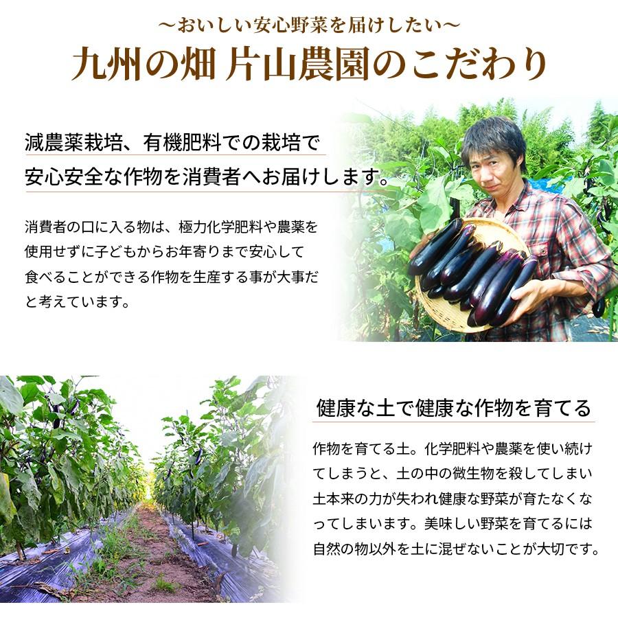 減農薬栽培 熊本県産 茄子 なすび 黒船なす 有機肥料 訳あり 10kg 九州