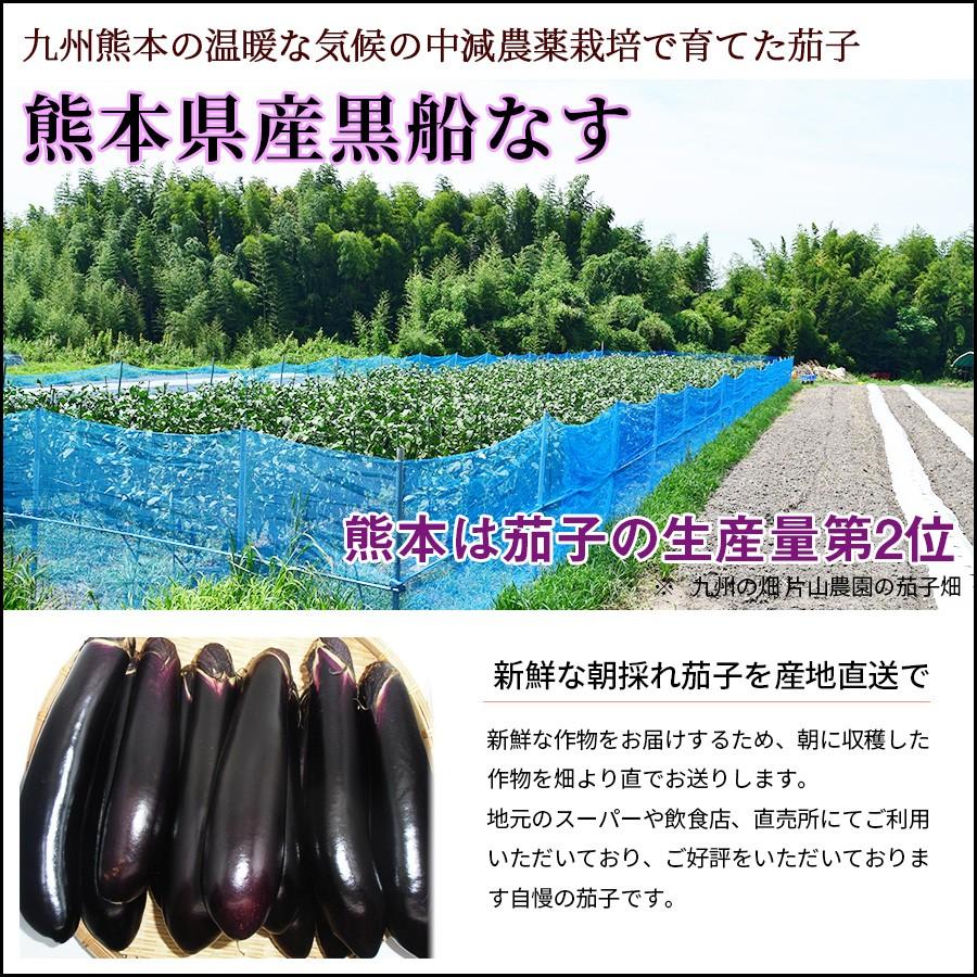 【kei】 熊本県産 訳ありなす 箱込み20kg 減農薬栽培 熊本県産 茄子 なすび 黒船なす 有機肥料 訳あり 10kg 九州