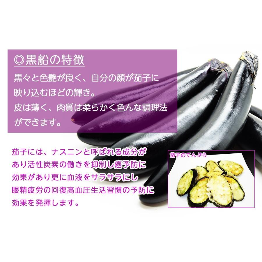 減農薬栽培 熊本県産 茄子 なすび 黒船なす 有機肥料 訳あり 10kg 九州