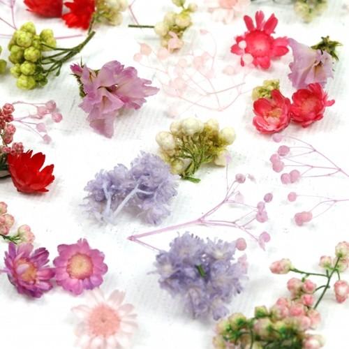 隠れ工房GreenOcean □ドライフラワー12種 全部可愛い♪スタッフ