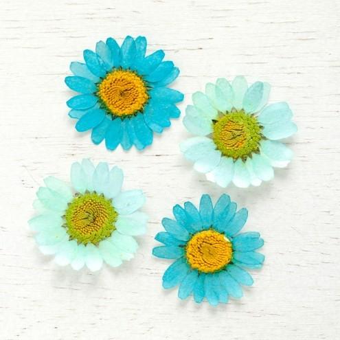 押し花 4枚 ノースポール グラデーションブルー 花 はな フラワー ドライフラワー Flower ドライフラワー マーガレット 隠れ工房 Greenocean 通販 Yahoo ショッピング