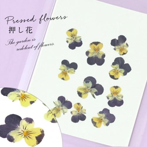 押し花 10枚 ビオラ 紫 黄色 はな ドライフラワー Flower 青 本物 植物 パンジー 手芸 ネイル G 隠れ工房 Greenocean 通販 Yahoo ショッピング