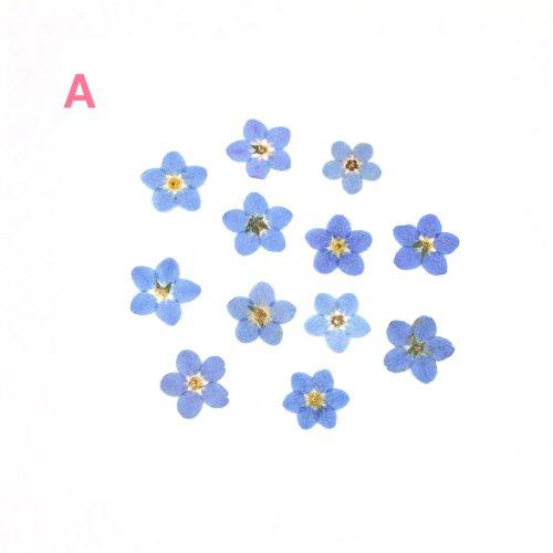 押し花 ワスレナグサ 約12枚 ドライフラワー 花 はな flower 紫