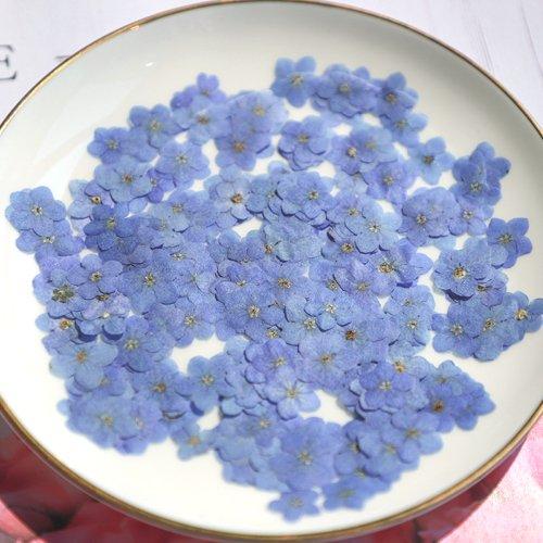 すいか様◆【ドライフラワー】勿忘草/わすれな草/忘れな草（S）（676 パーツ） すいか様◇【ドライフラワー】勿忘草/わすれな草/忘れな草（S