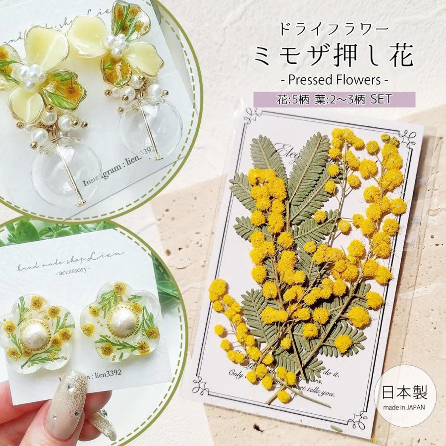 隠れ工房GreenOcean 押し花 国産 ミモザ 花と葉 小分けセット 隠れ工房GreenOcean 押し花 国産 ミモザ 花と葉 小分けセット