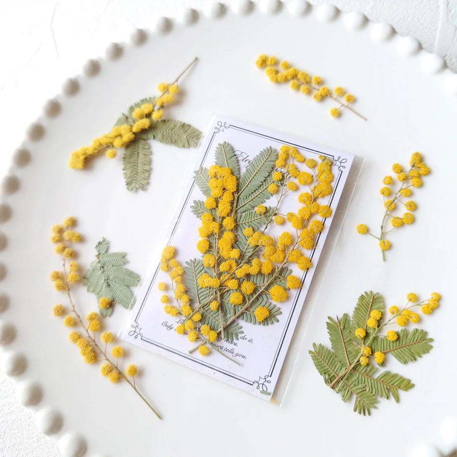 隠れ工房GreenOcean 押し花 国産 ミモザ 花と葉 小分けセット ドライ