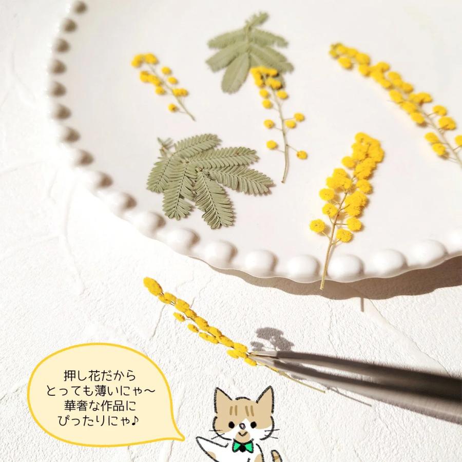 隠れ工房GreenOcean 押し花 国産 ミモザ 花と葉 小分けセット ドライ
