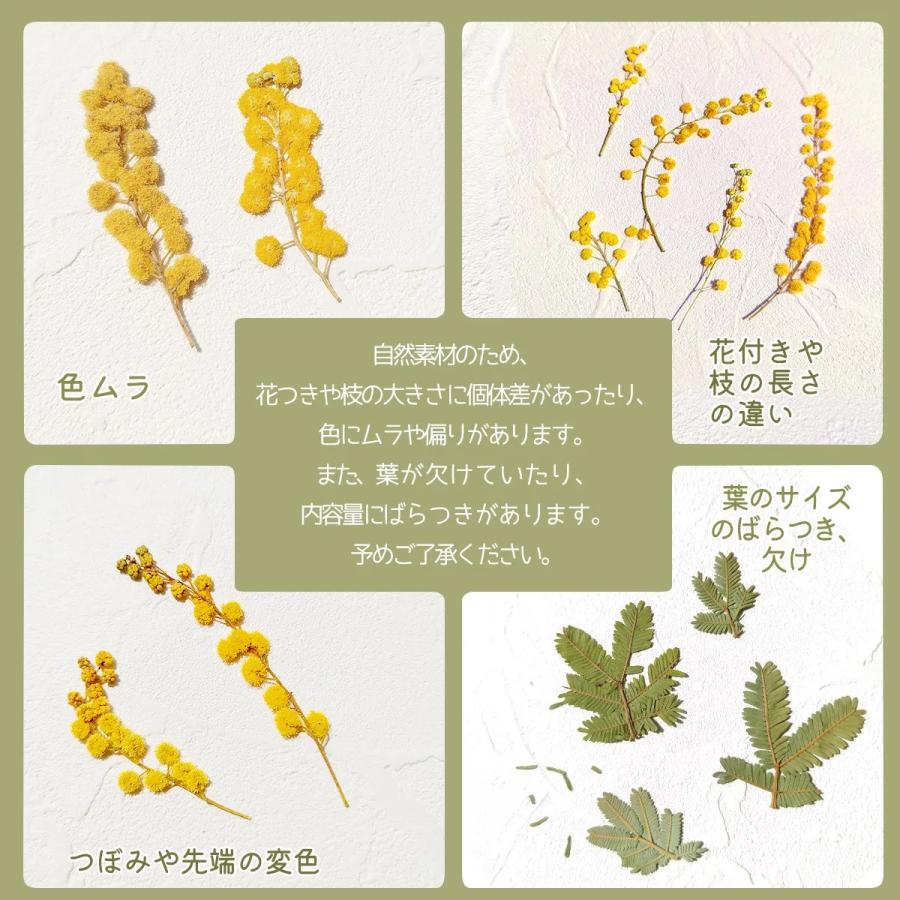 隠れ工房GreenOcean 押し花 国産 ミモザ 花と葉 小分けセット ドライ