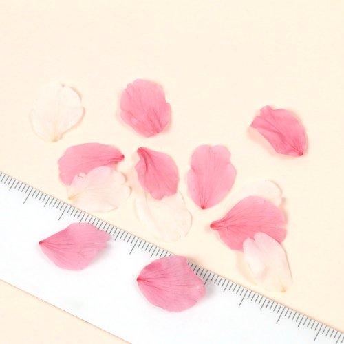 ドライフラワー さくらの花びら 10枚 花弁 桜 サクラ プリザーブド