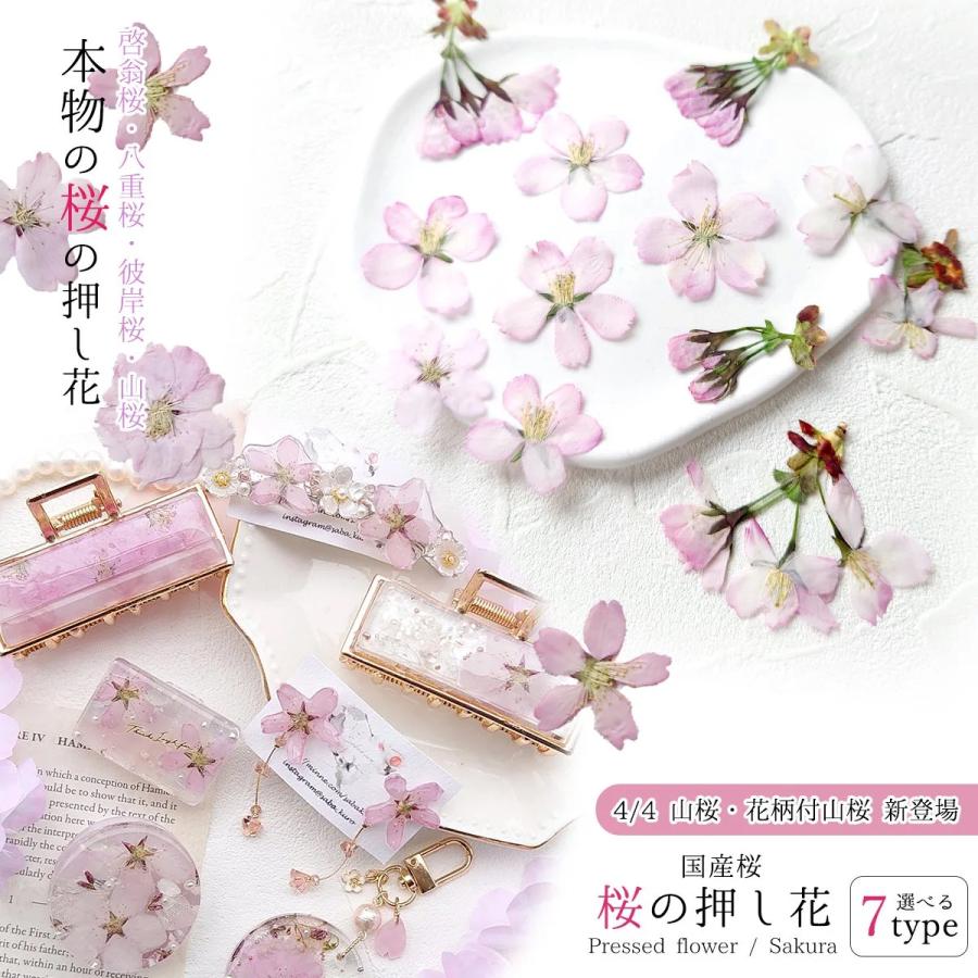 隠れ工房GreenOcean 4/4新作登場 押し花 国産 桜の花セット 隠れ工房GreenOcean 4/4新作登場 押し花 国産 桜の花セット