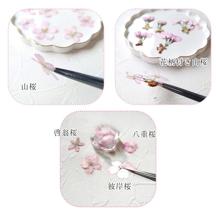 隠れ工房GreenOcean 4/4新作登場 押し花 国産 桜の花セット 隠れ工房GreenOcean 4/4新作登場 押し花 国産 桜の花セット
