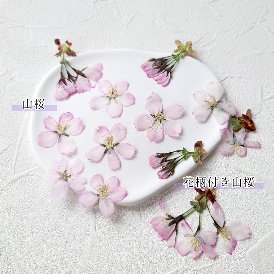 隠れ工房GreenOcean 押し花 国産 桜の花セット さくら 花びら ドライ