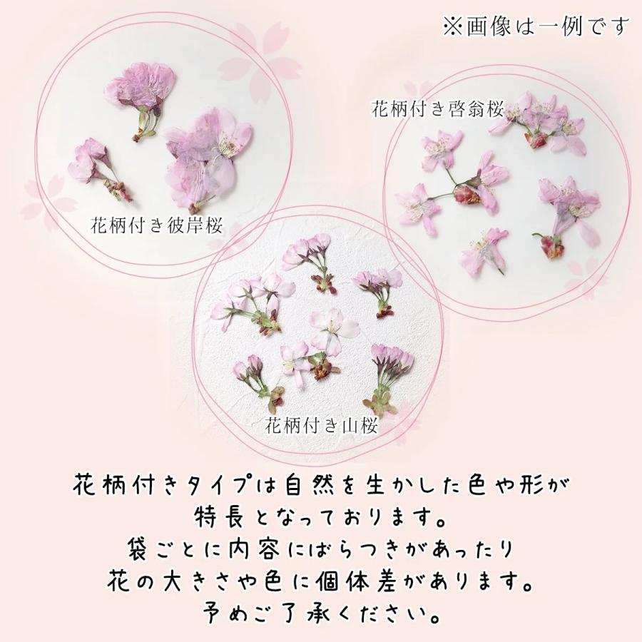 隠れ工房GreenOcean 4/4新作登場 押し花 国産 桜の花セット 隠れ工房GreenOcean 4/4新作登場 押し花 国産 桜の花セット