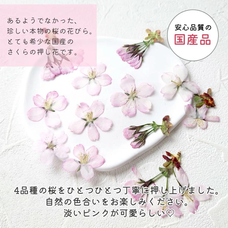隠れ工房GreenOcean 押し花 国産 桜の花セット さくら 花びら ドライ