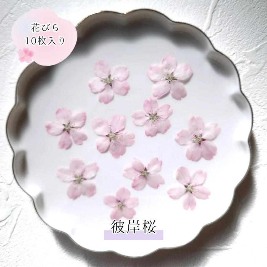 隠れ工房GreenOcean 4/4新作登場 押し花 国産 桜の花セット 隠れ工房GreenOcean 4/4新作登場 押し花 国産 桜の花セット