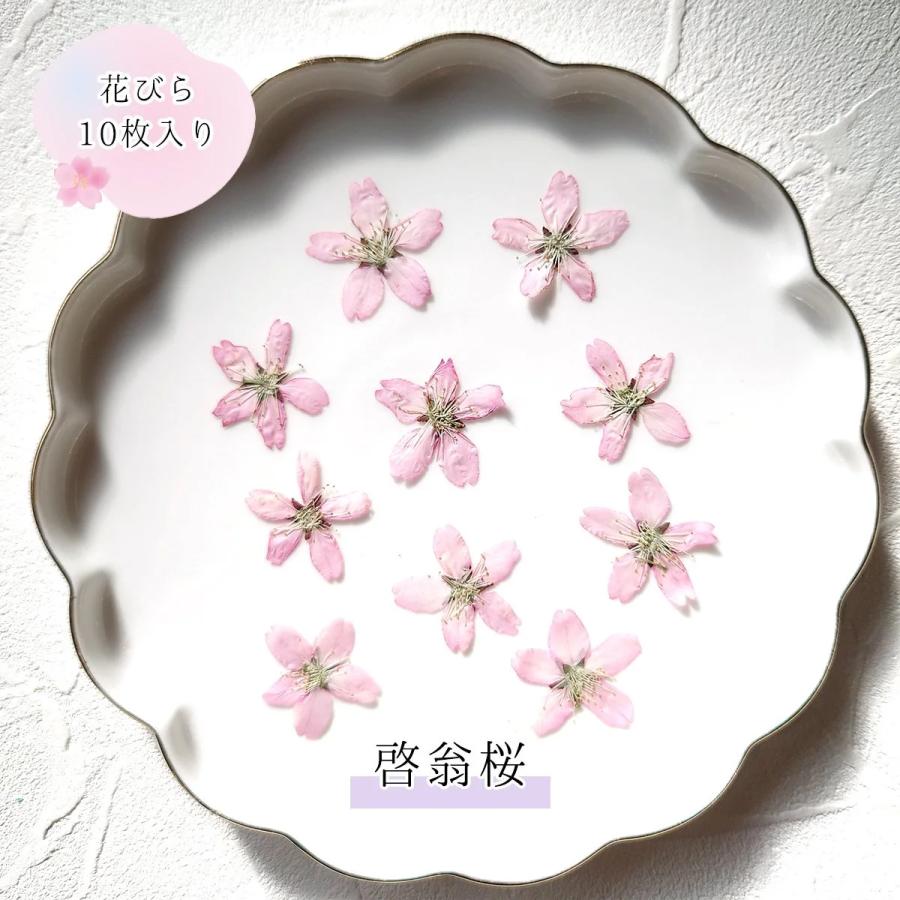 隠れ工房GreenOcean 4/4新作登場 押し花 国産 桜の花セット 隠れ工房GreenOcean 4/4新作登場 押し花 国産 桜の花セット
