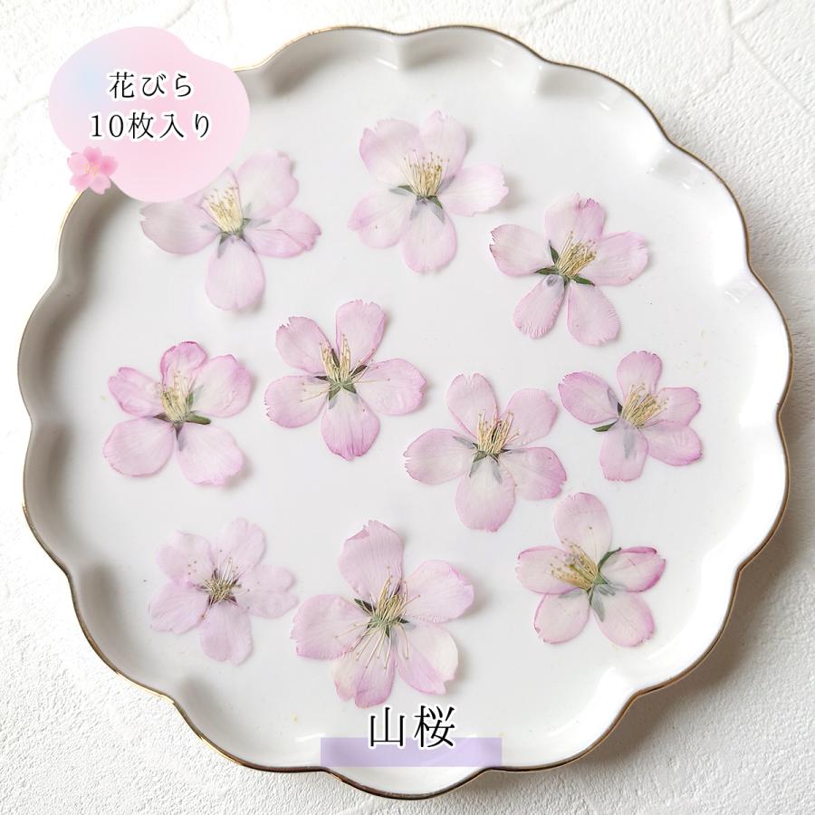 隠れ工房GreenOcean 押し花 国産 桜の花セット さくら 花びら ドライ