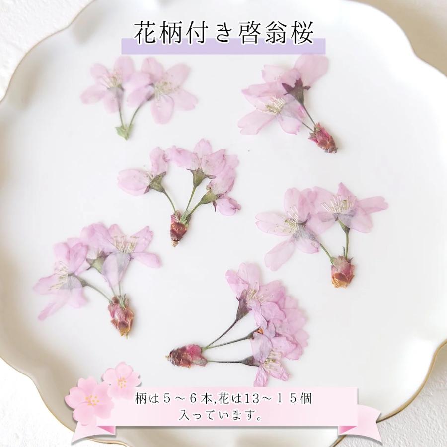 隠れ工房GreenOcean 4/4新作登場 押し花 国産 桜の花セット 隠れ工房GreenOcean 4/4新作登場 押し花 国産 桜の花セット