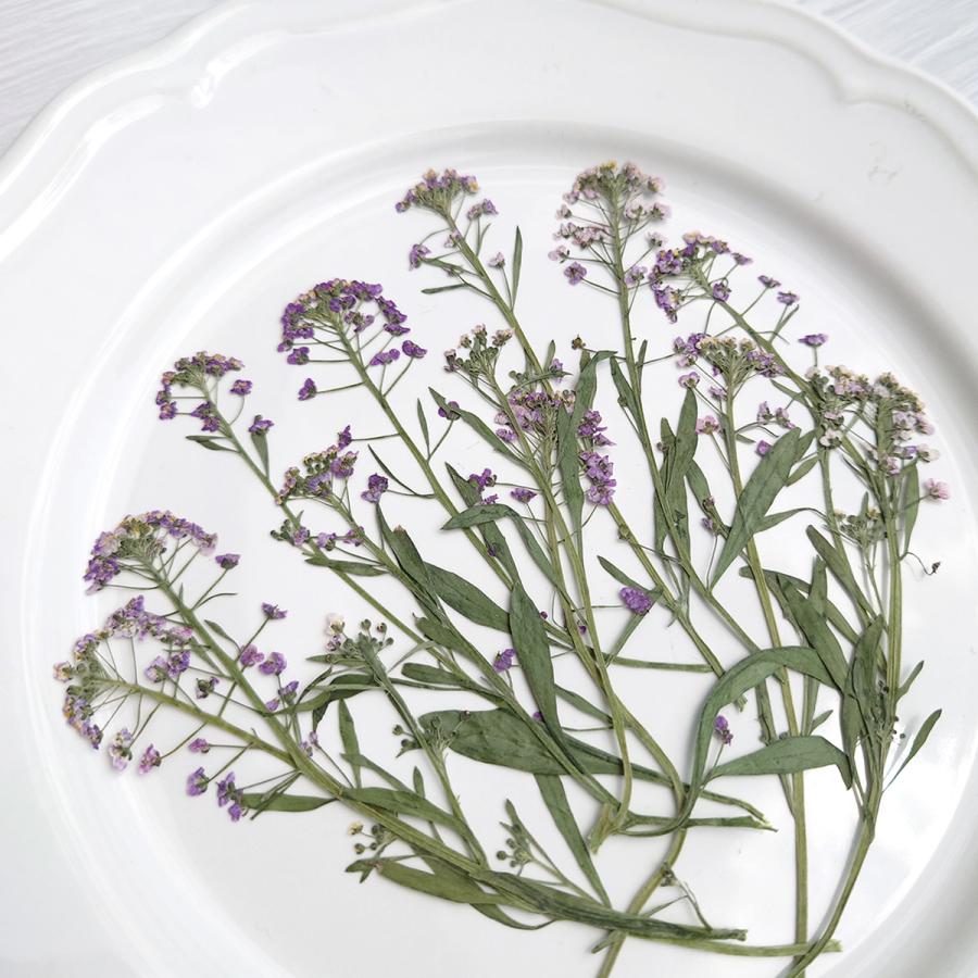 押し花 アリッサム ドライフラワー 花 はな flower 紫 プリザーブド 