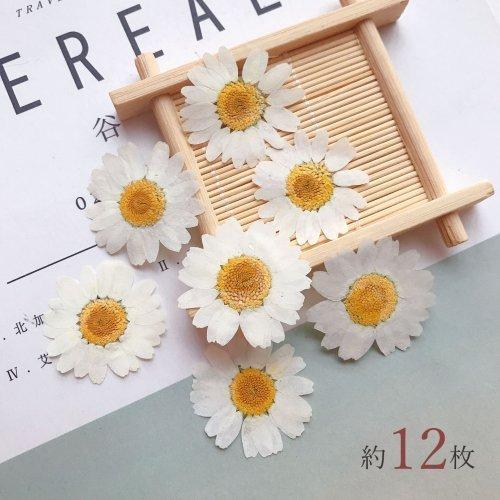押し花 ノースポール ドライフラワー 花 はな flower ホワイト 押し花 ノースポール ドライフラワー 花 はな flower ホワイト