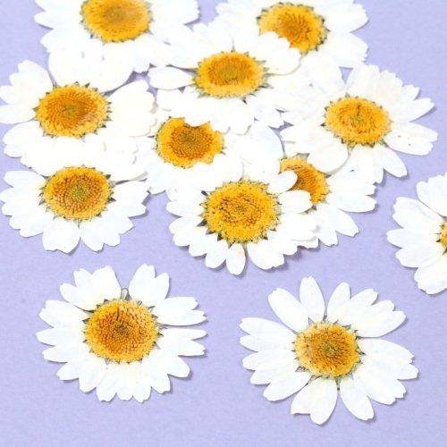 押し花 ノースポール ドライフラワー 花 はな flower ホワイト 白