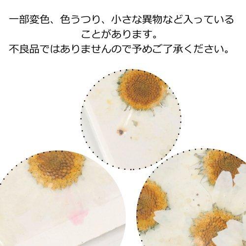 押し花 ノースポール ドライフラワー 花 はな flower ホワイト 押し花 ノースポール ドライフラワー 花 はな flower ホワイト