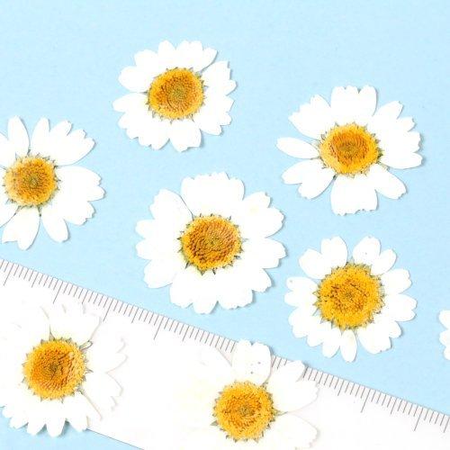押し花 ノースポール ドライフラワー 花 はな flower ホワイト 押し花 ノースポール ドライフラワー 花 はな flower ホワイト