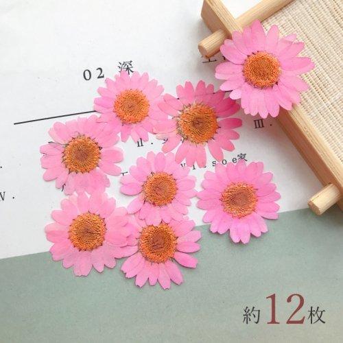 押し花　美品 楽天市場】【mflowerコラボ】押し花 さくら 啓翁桜 正面向き