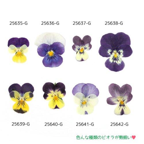 押し花 ビオラD 約12枚 ドライフラワー 花 flower プリザーブドフラワー 本物 植物 レジン封入 紫 黄色 パープル イエロー ヴィオラ ドライフラワー レジン｜greenocean｜10