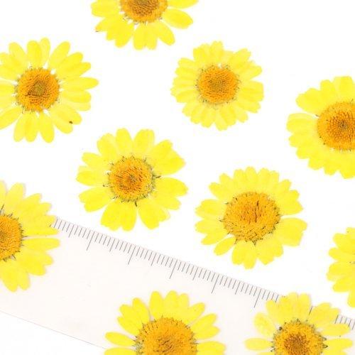 押し花 ノースポール 花 はな フラワー ドライフラワー flower