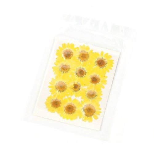 押し花 ノースポール 花 はな フラワー ドライフラワー flower