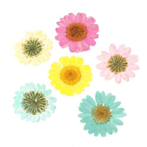 押し花 ノースポール 花 はな フラワー ドライフラワー flower