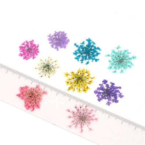 ドライフラワー レースフラワー 12輪 レジン封入 ネイルパーツ 押し花