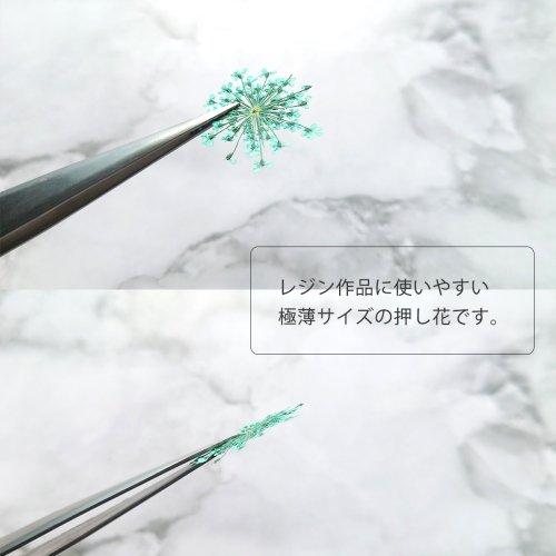 ドライフラワー レースフラワー 12輪 レジン封入 ネイルパーツ