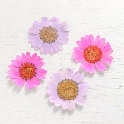 押し花 4枚 ノースポール グラデーションピンク 花 はな フラワー ドライフラワー Flower ドライフラワー マーガレット A 4141 隠れ工房 Greenocean 通販 Yahoo ショッピング