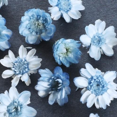 ドライフラワー プチサイズ15輪 単色 スターフラワー クール 小花 プリザーブドフラワー 花材 Flower ブルー 青 極小 B 4791 隠れ工房 Greenocean 通販 Yahoo ショッピング