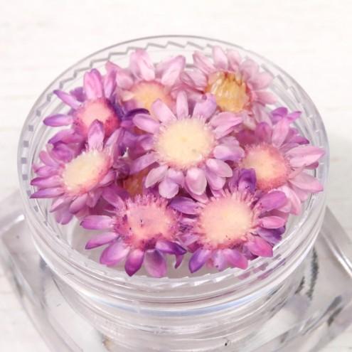 ドライフラワー 少し小ぶりの12輪 単色 スターフラワー キャンディーパープル 小花 プリザーブドフラワー 花材 Flower 春 紫 パープル H 7385 隠れ工房 Greenocean 通販 Yahoo ショッピング