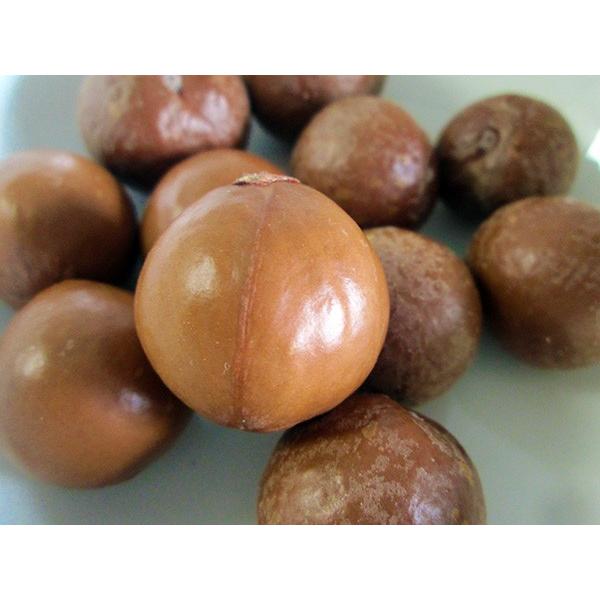 殻付きマカダミアナッツ（フレッシュ）500g　ニュージーランド産「生」ノンロースト　無塩 | オーガニック | 04