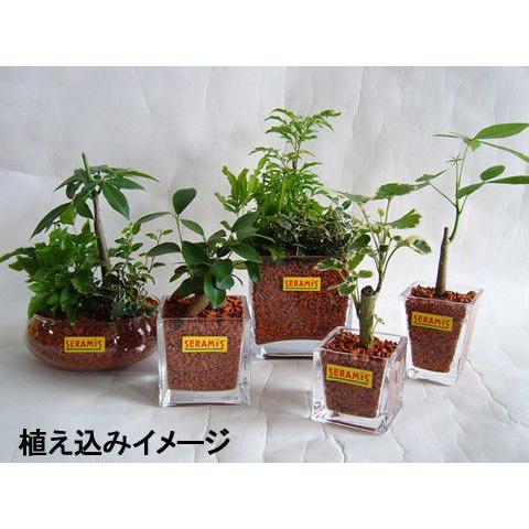 セラミス グラニュー 1 25ｌ 500g Ueg045 1025 Greenplants ヤフーショップ 通販 Yahoo ショッピング