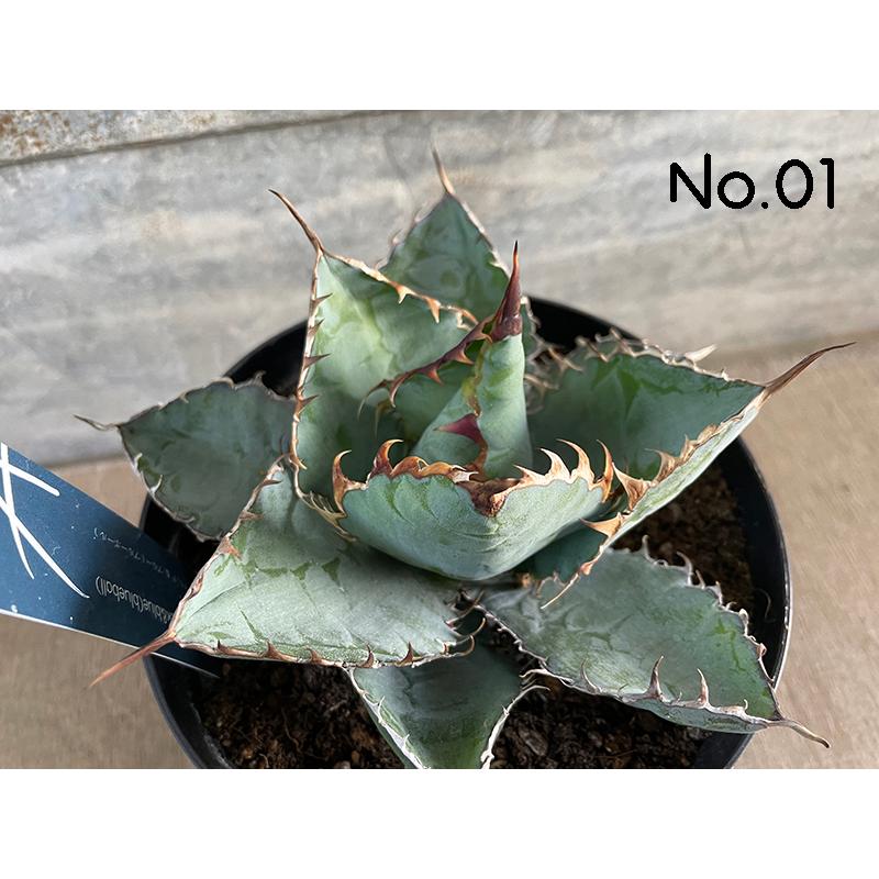 7865円 品質満点 現品販売 アガベ チタノタ ブラック ブルー 5号 Titanota Black Amp Blue 八ヶ岳農場から出荷します