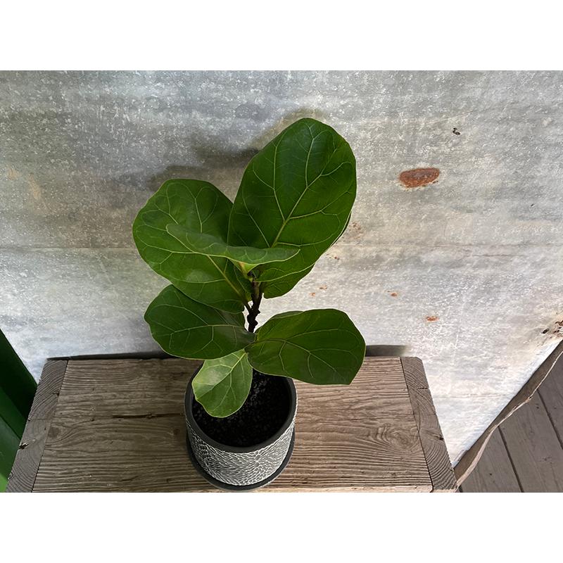 フィカス カシワバゴム 陶器鉢 観葉植物 ギフト 贈り物 岐阜農場から出荷します Gift 008 グリーン ルームyahoo 店 通販 Yahoo ショッピング