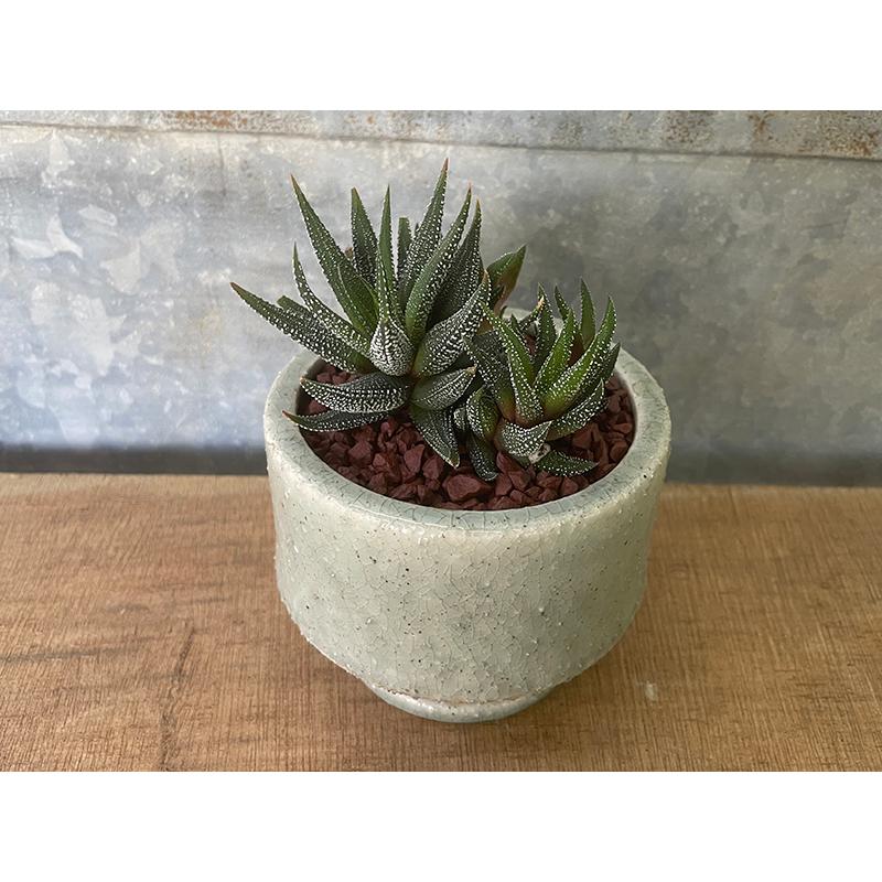 ハオルチア アテニュエイタ Attenuata 陶器鉢 多肉植物 観葉植物 ギフト 贈り物 八ヶ岳農場から出荷します Gift 014 グリーン ルームyahoo 店 通販 Yahoo ショッピング