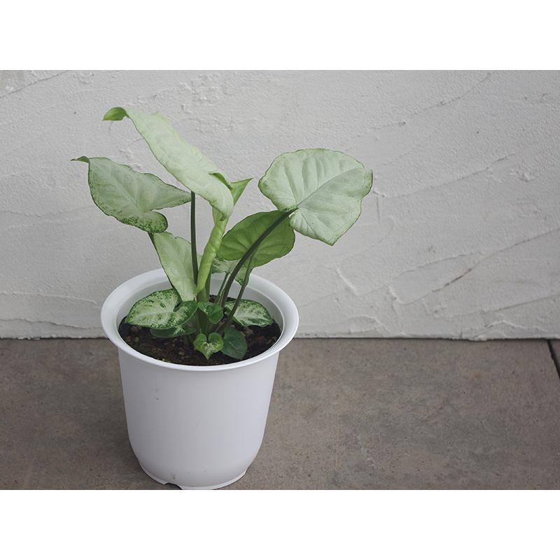 シンゴニウム ホワイト バタフライ 4 号 アロイド 岐阜農場から出荷します Green 019 グリーン ルームyahoo 店 通販 Yahoo ショッピング