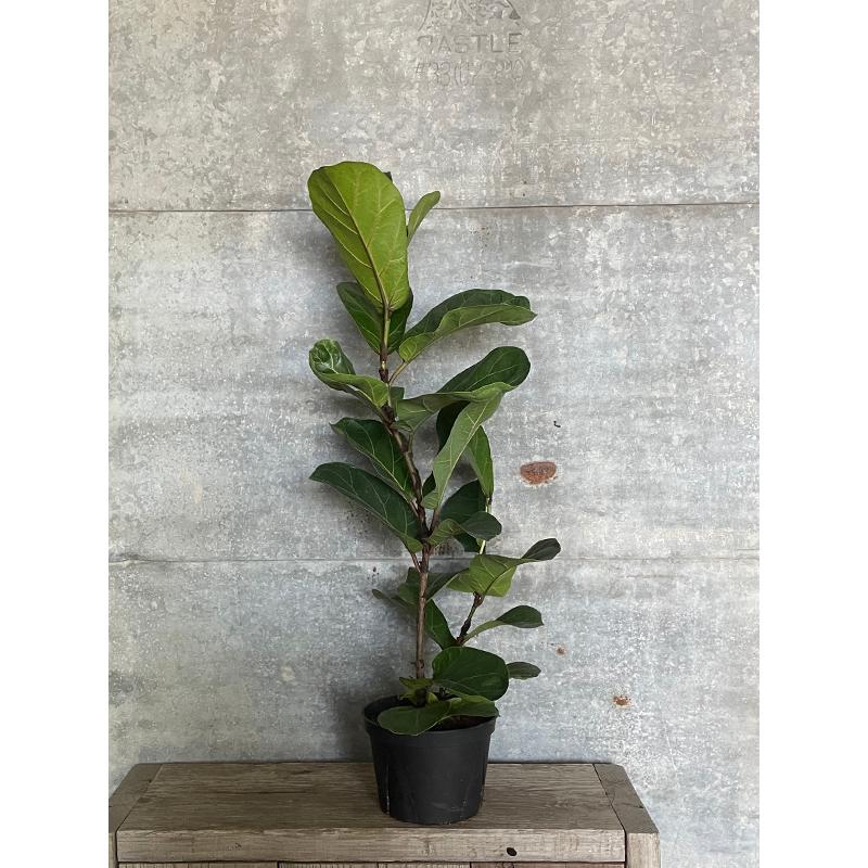 フィカス カシワバゴム 5 号鉢 数量限定 観葉植物 岐阜農場から出荷します Green 029 グリーン ルームyahoo 店 通販 Yahoo ショッピング